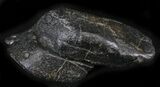 Shark Coprolite (Fossil Poo) - South Carolina #24454-2